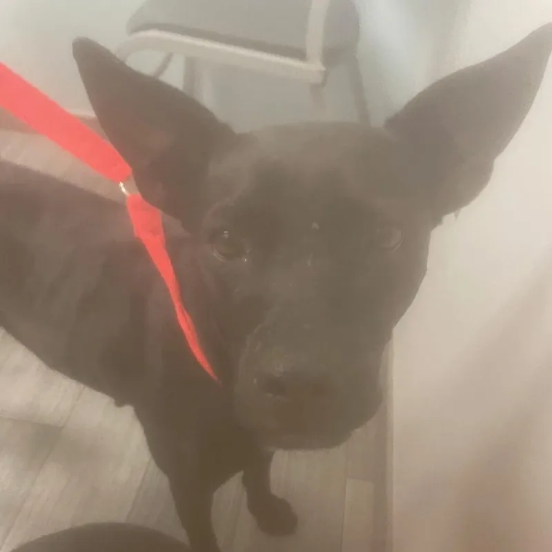 Queen Boleyn thumbnail 3