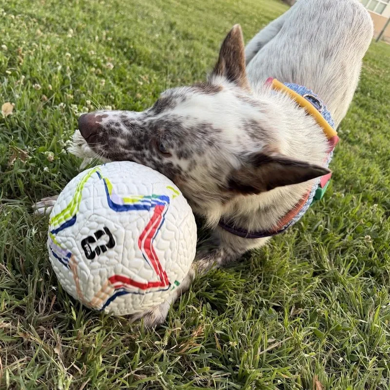 An adult medium-sized male White / Cream Australian Cattle Dog / Blue Heeler dog named Paxton for adoption in Point Richmond, CA