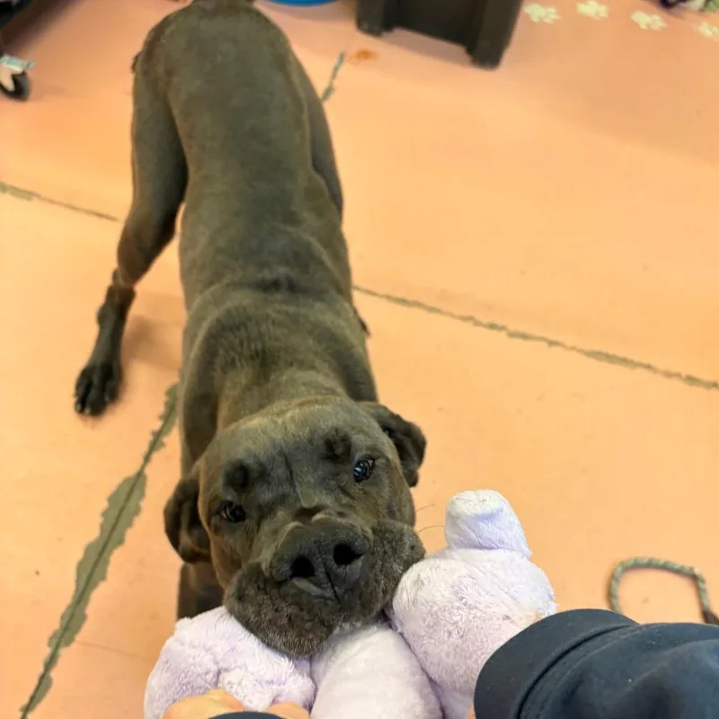 An adult large-sized female Great Dane dog named Maeve for adoption in Warren, PA