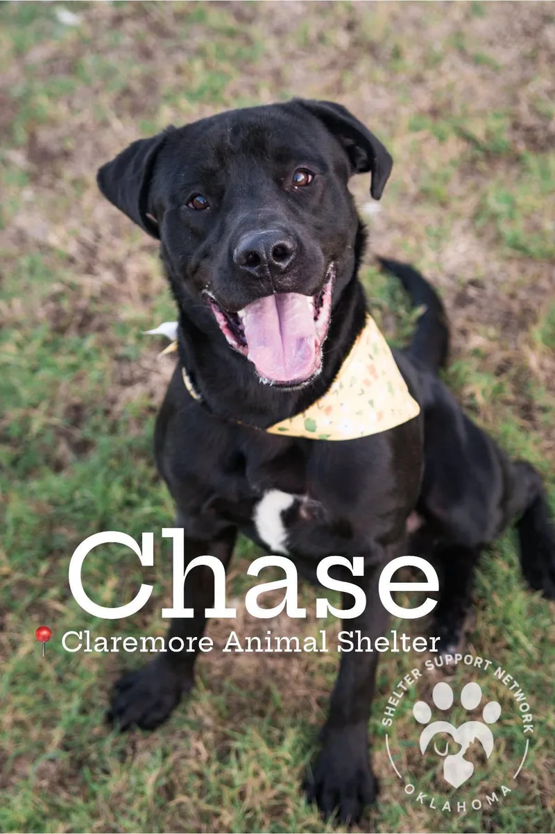 A young large-sized male Black Labrador Retriever dog named Chase for adoption in Claremore, OK