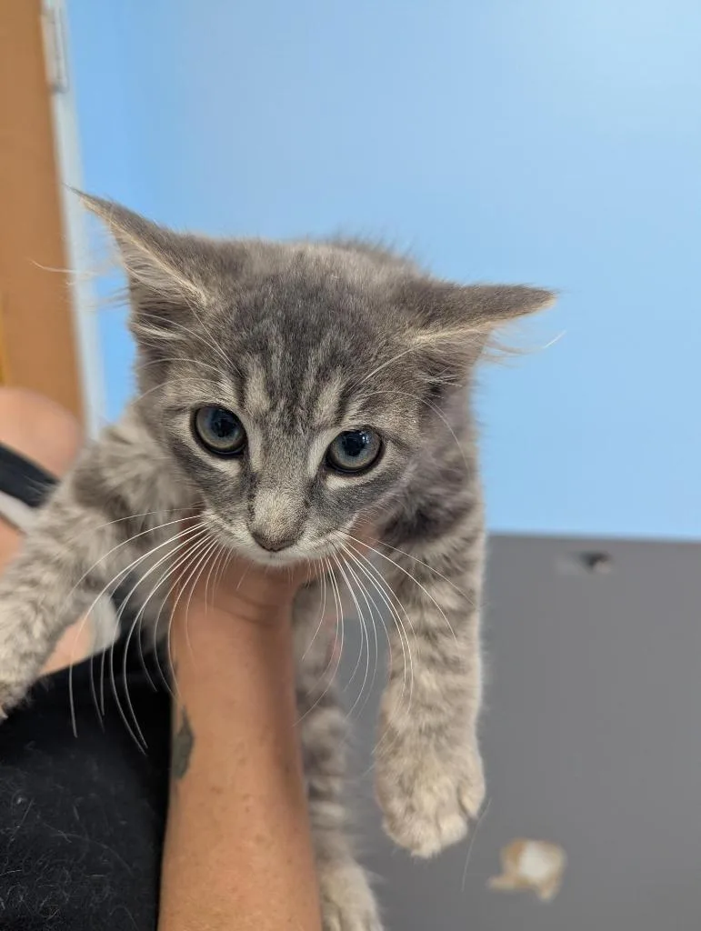 A baby medium-sized female Domestic Medium Hair cat named Pearl for adoption in Culpeper, VA