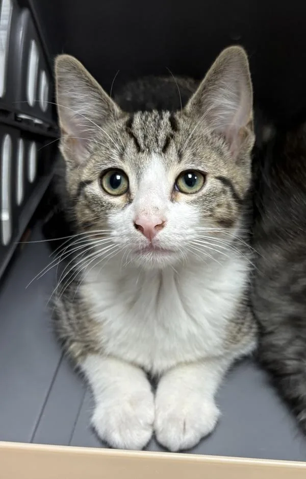 A baby small-sized male Domestic Short Hair cat named Kd Lemmy for adoption in Lawrenceville, GA