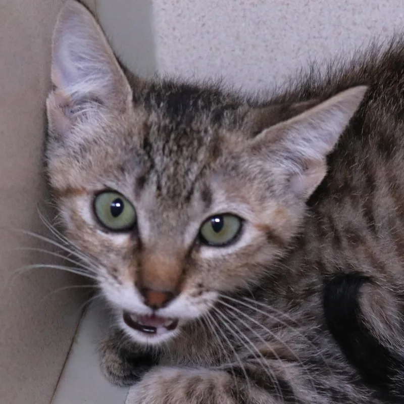 A baby small-sized female Brown / Chocolate Domestic Short Hair cat named Wambui for adoption in Rifle, CO
