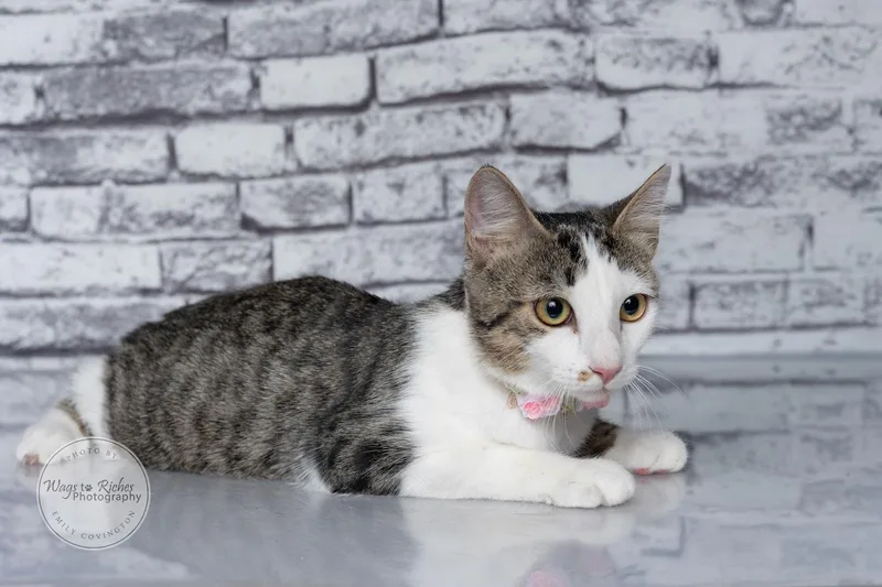 A baby medium-sized female White Domestic Short Hair cat named Poptart for adoption in Tuscaloosa, AL