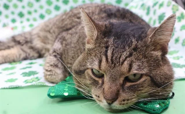 An adult large-sized male Domestic Short Hair cat named Lion for adoption in Upper Marlboro, MD