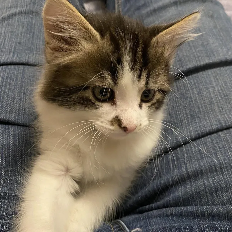 A baby medium-sized female White Domestic Medium Hair cat named Babe for adoption in Omaha, NE