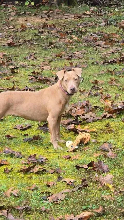 A young medium-sized female Weimaraner dog named Tippi for adoption in Georgetown, OH