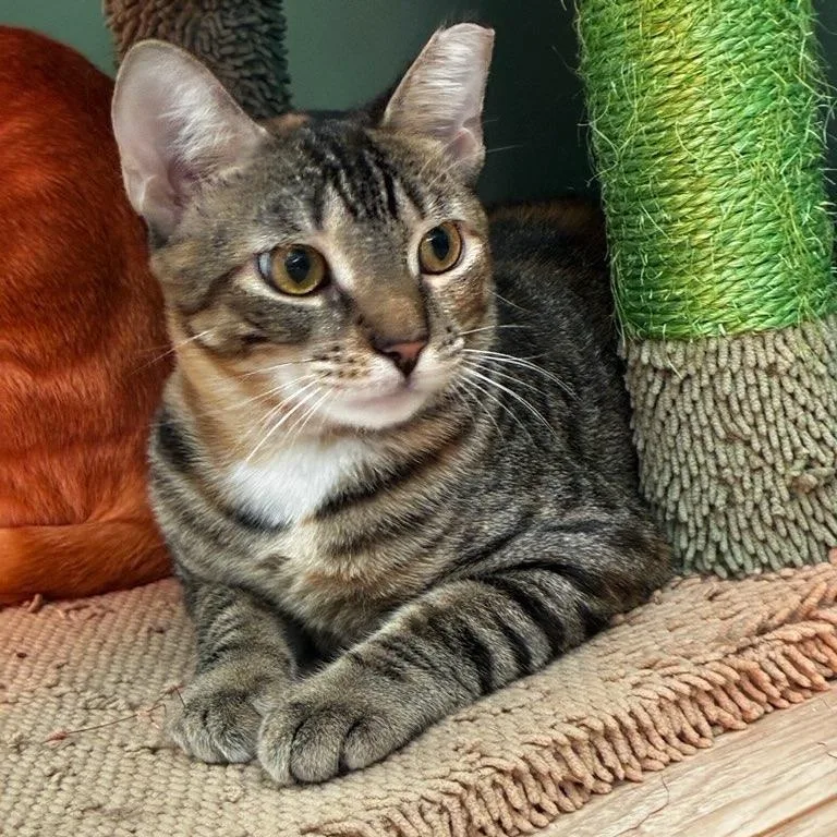 A young medium-sized male Tabby (Tiger Striped) Domestic Short Hair cat named Toffee for adoption in Boca Raton, FL