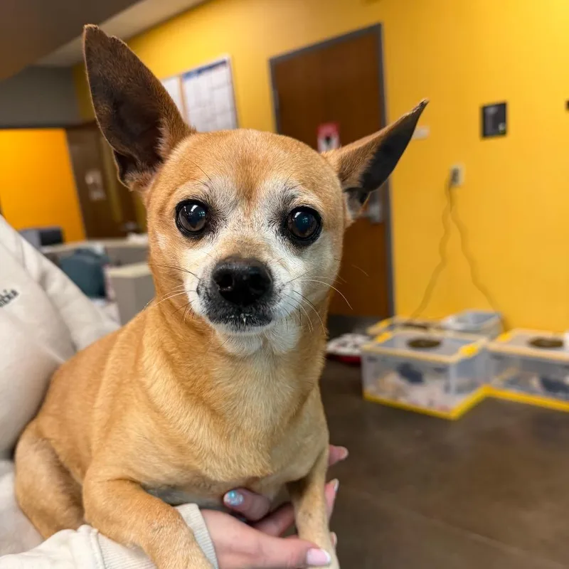 An adult small-sized male Yellow / Tan / Blond / Fawn Chihuahua dog named Prince for adoption in Norman, OK