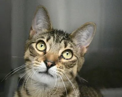A young small-sized male Domestic Short Hair cat named Kermit for adoption in West Seneca, NY