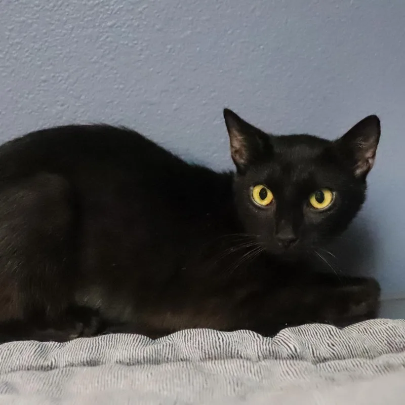 A young medium-sized female Black Domestic Short Hair cat named Duchess for adoption in Lakeland, FL