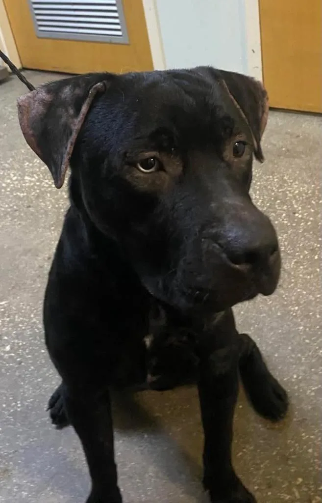 Duke