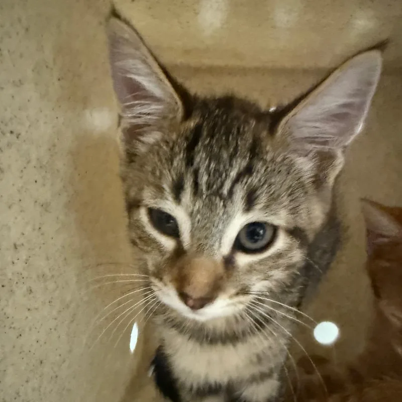 A baby small-sized female Brown / Chocolate Domestic Short Hair cat named Lake for adoption in Reno, NV
