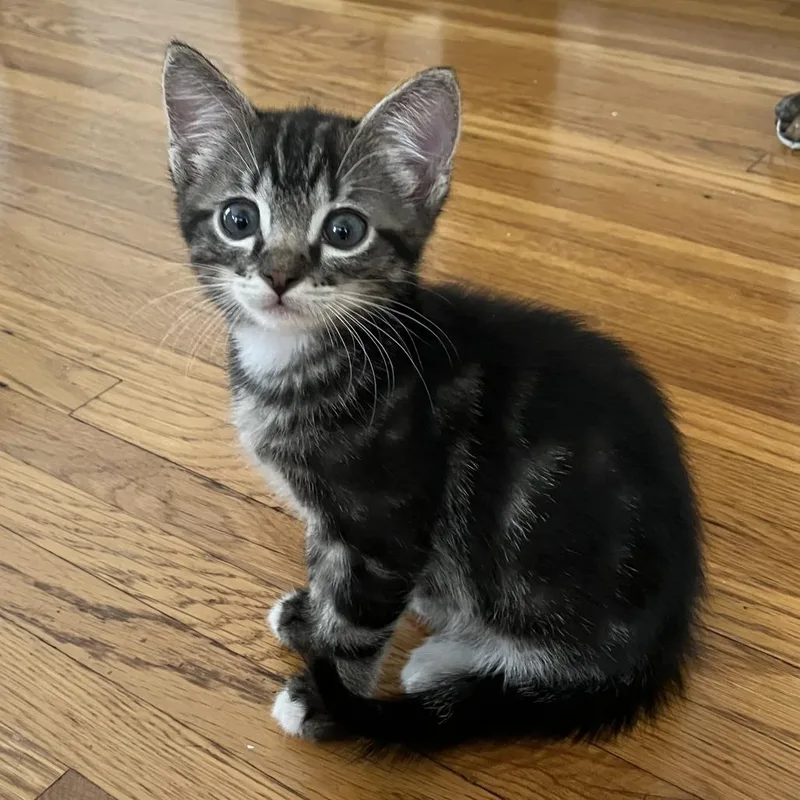 A baby small-sized male Brown / Chocolate Domestic Short Hair cat named Antonelo for adoption in Los Angeles, CA