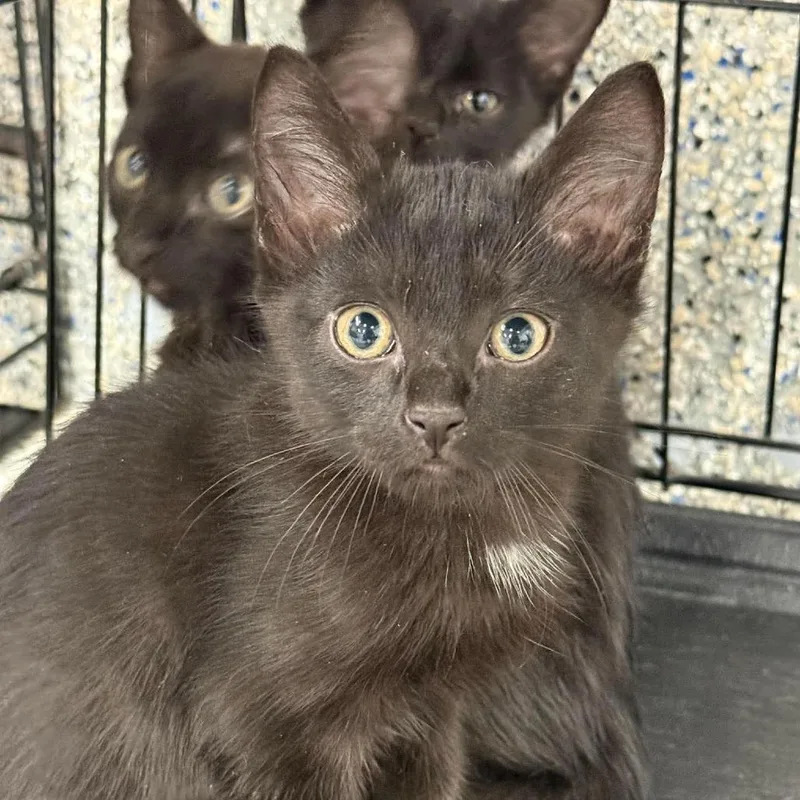 A baby small-sized male Black Domestic Short Hair cat named Eli for adoption in Murray, UT