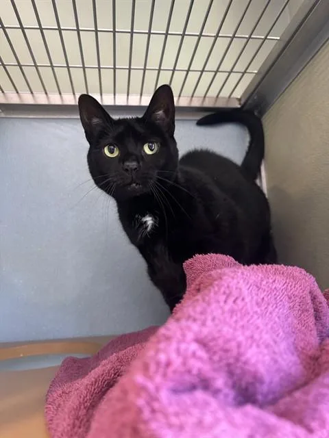 An adult small-sized female Domestic Short Hair cat named Katie for adoption in Westminster, MD