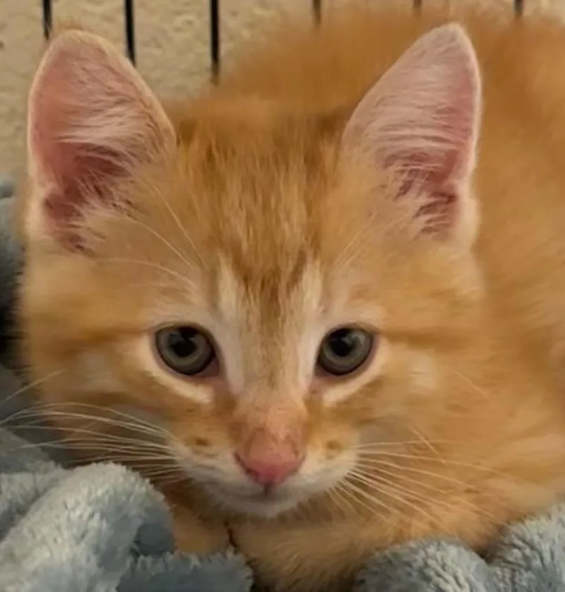 A baby medium-sized male Domestic Medium Hair cat named Saint for adoption in Elizabethton, TN