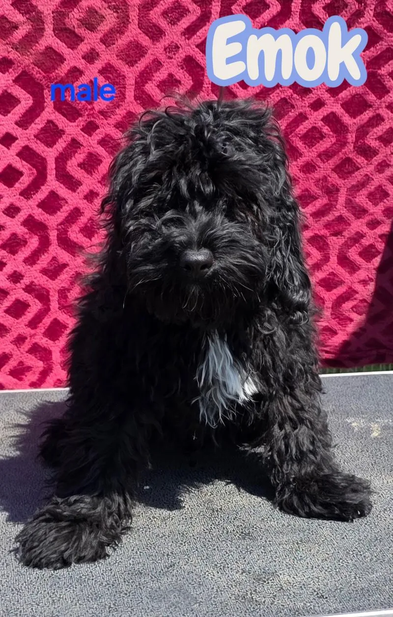 A baby small-sized male Cockapoo dog named Emok for adoption in Semmes, AL