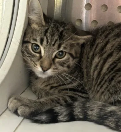 A baby small-sized female Domestic Short Hair cat named Faith for adoption in Cincinnati, OH