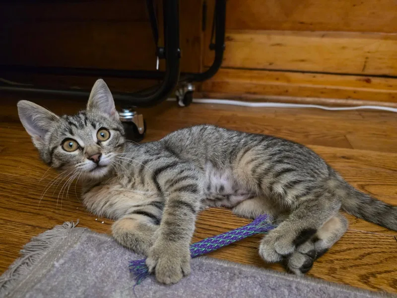 A baby small-sized female Domestic Short Hair cat named Mrs. Darling for adoption in South Pasadena, CA