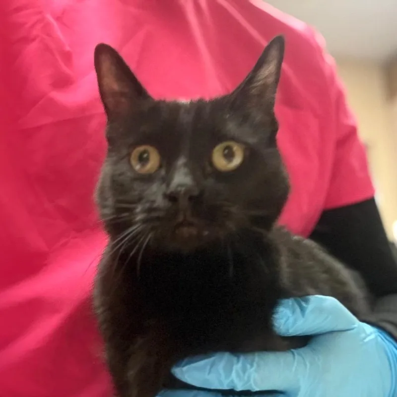 Selena Independent &