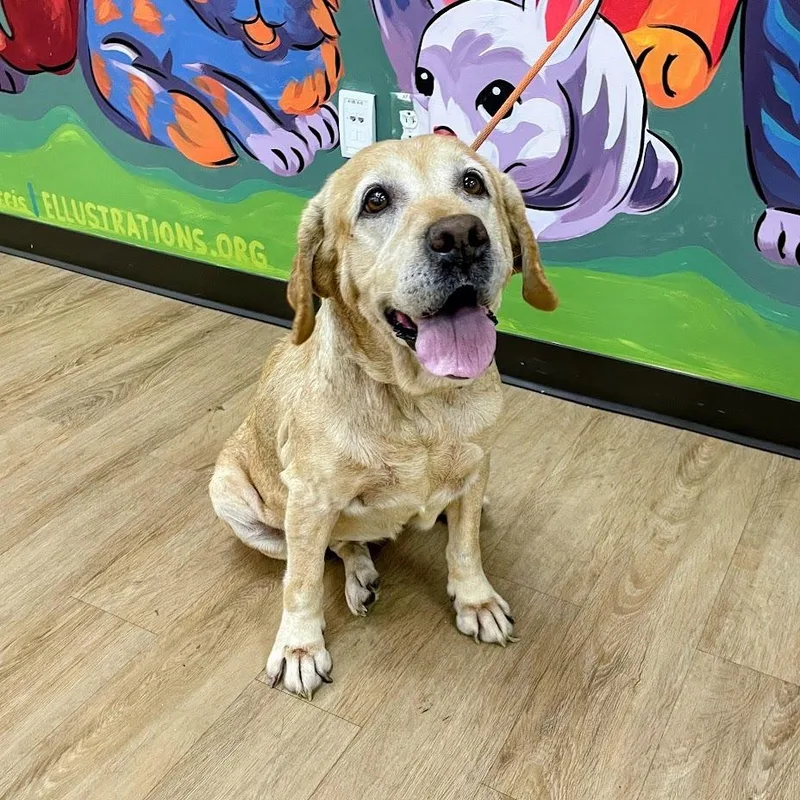 A senior medium-sized female Yellow / Tan / Blond / Fawn Yellow Labrador Retriever dog named Redd for adoption in Verona, VA