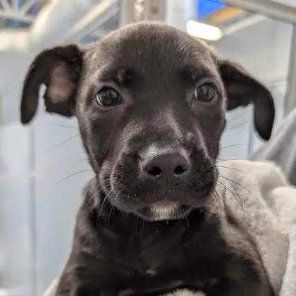 A baby small-sized female Labrador Retriever dog named Clarabelle for adoption in Voorhees, NJ
