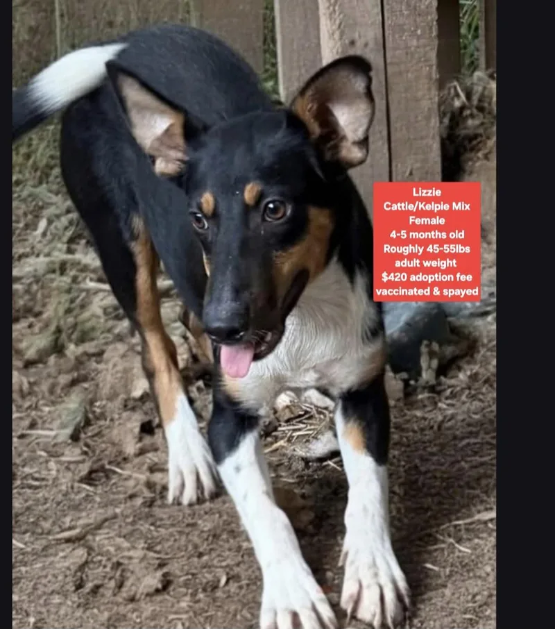 A baby medium-sized female Cattle Dog dog named Lizzie for adoption in Oviedo, FL