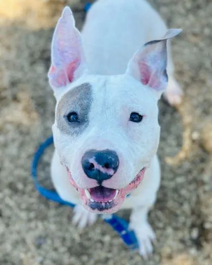 An adult large-sized male Mixed Breed dog named Bentley for adoption in West Chester, PA