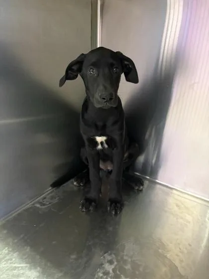 A baby medium-sized female Black Mixed Breed dog named 61569354 for adoption in El Paso, TX