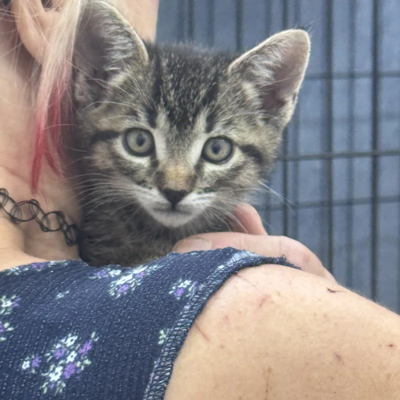 A baby medium-sized female Tabby (Buff / Tan / Fawn) Domestic Short Hair cat named Little Lady for adoption in Sonora, CA