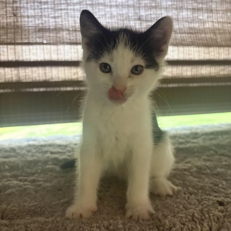 A baby small-sized male Domestic Short Hair cat named Kenobi for adoption in Muncie, IN
