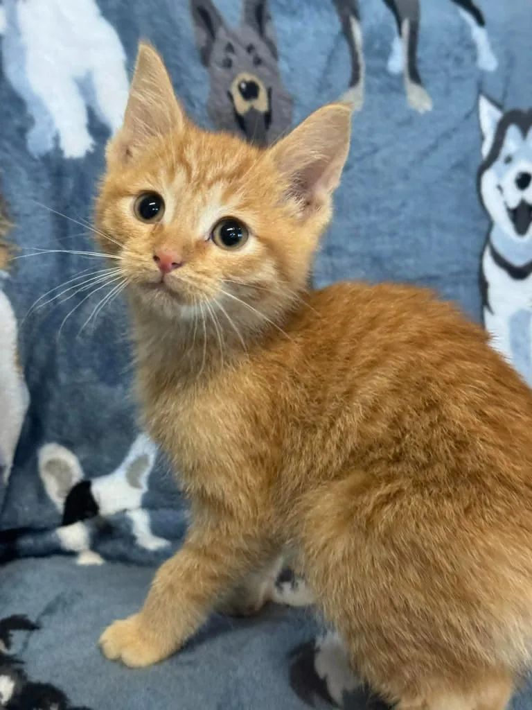 A baby medium-sized male Domestic Short Hair cat named Henry for adoption in Marion, OH