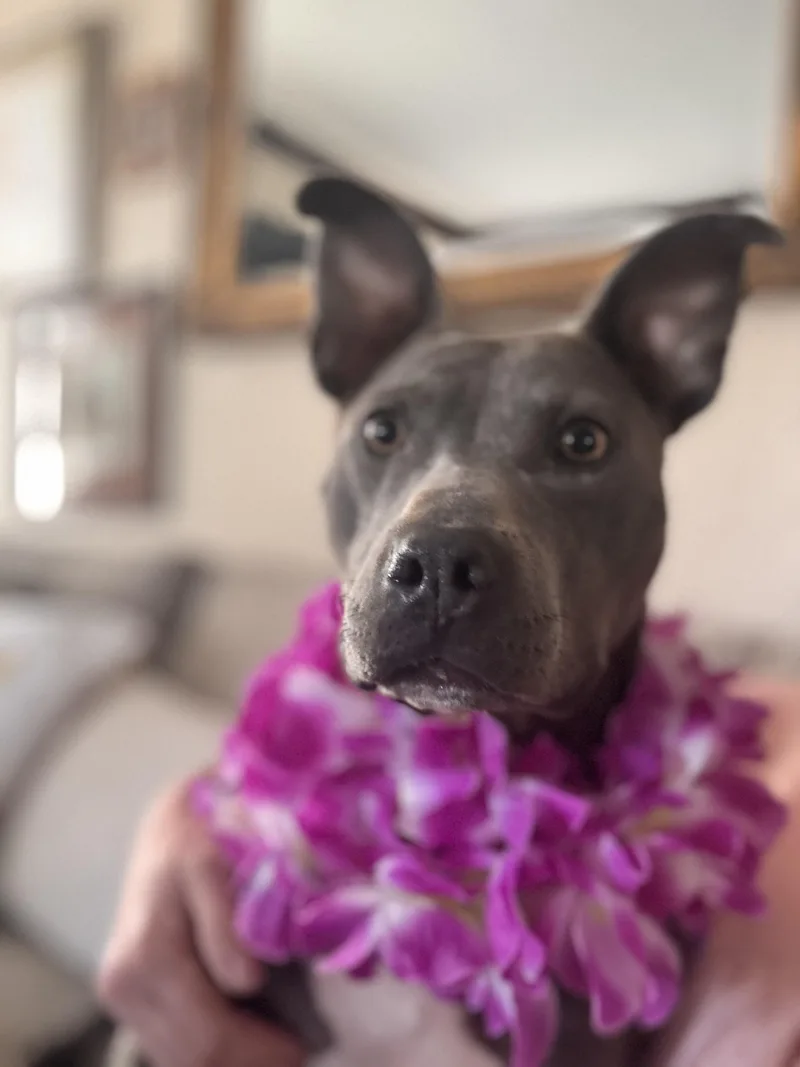 A young medium-sized female Pit Bull Terrier dog named Dylia for adoption in Cordova, TN