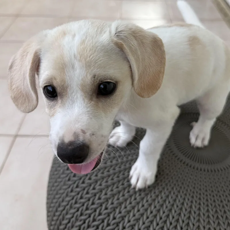 Baby