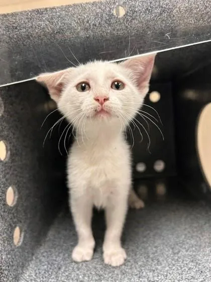 A baby small-sized female Domestic Short Hair cat named Abbey Bominable for adoption in Irving, TX