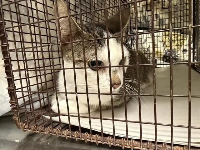 An adult small-sized female Domestic Short Hair cat named Panza for adoption in Miami, FL