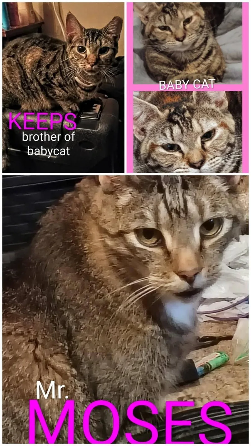 A young medium-sized male Tabby (Brown / Chocolate) Domestic Short Hair cat named Mr. Moses Keeps for adoption in Seven Valleys, PA