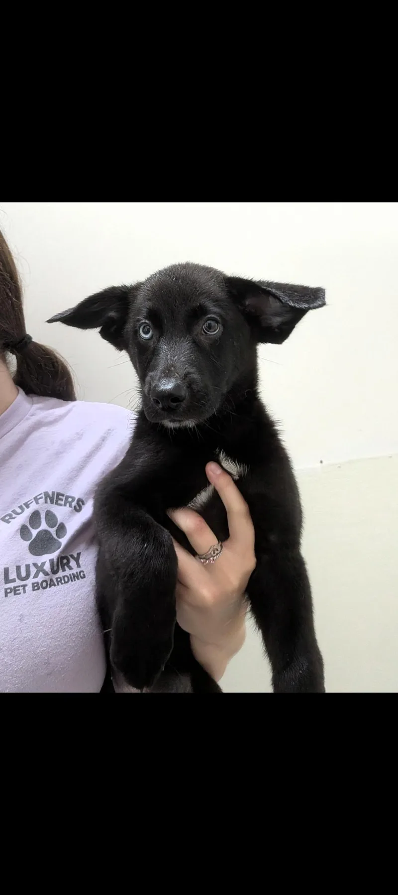 A baby medium-sized female Retriever dog named Taylor for adoption in Aurora, IL