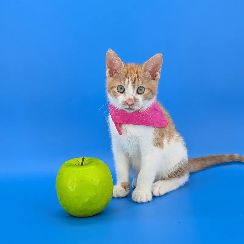 A baby medium-sized female Orange & White Domestic Short Hair cat named Spritz for adoption in Tucker, GA