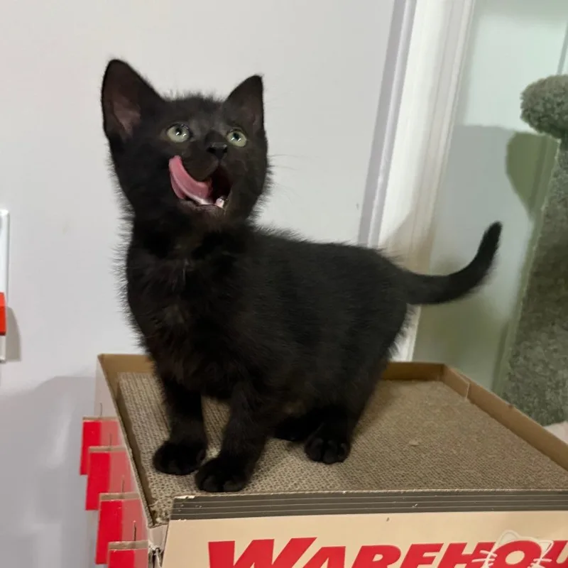 A baby small-sized male Black Domestic Short Hair cat named Bean Bryant for adoption in Merrifield, VA