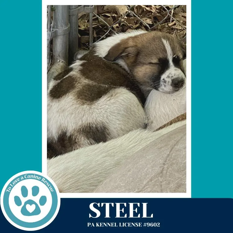 A baby medium-sized male Tricolor (Brown, Black, & White) Shepherd dog named Steel for adoption in Kimberton, PA