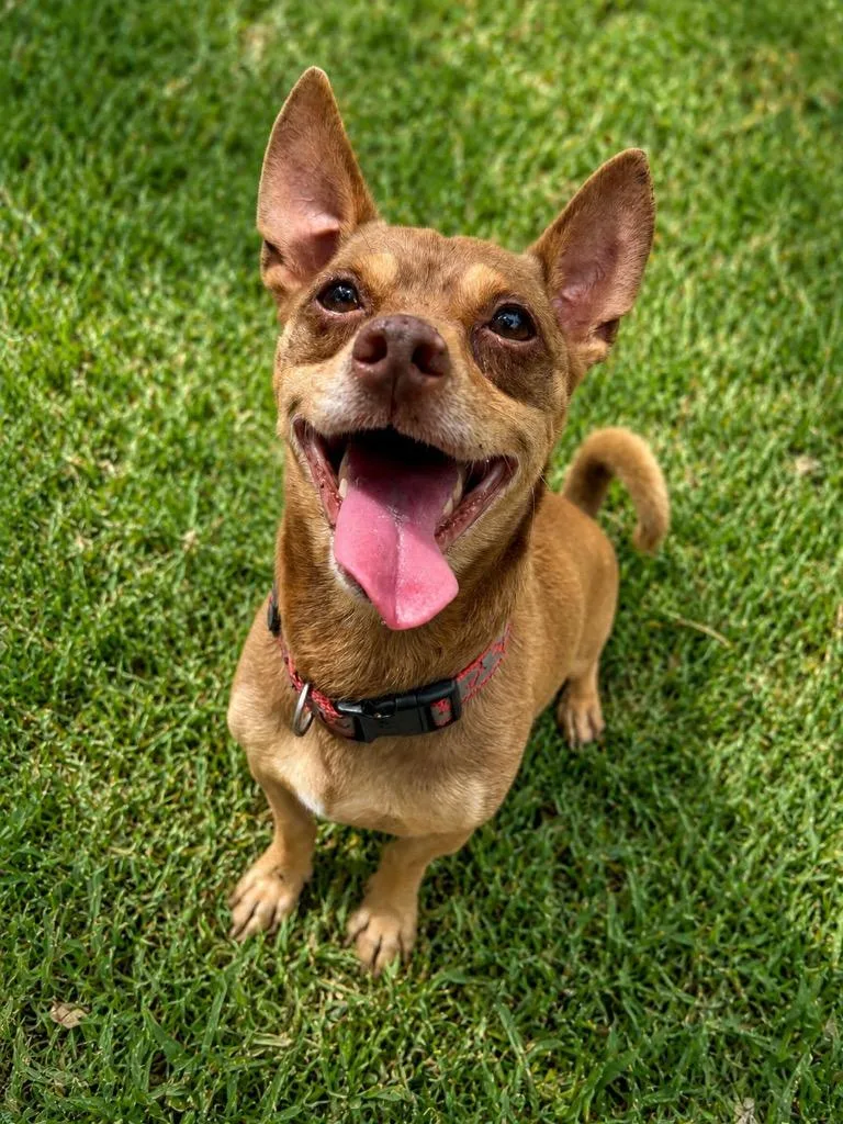 A young small-sized male Chihuahua dog named Lil Buddy for adoption in St. Augustine, FL
