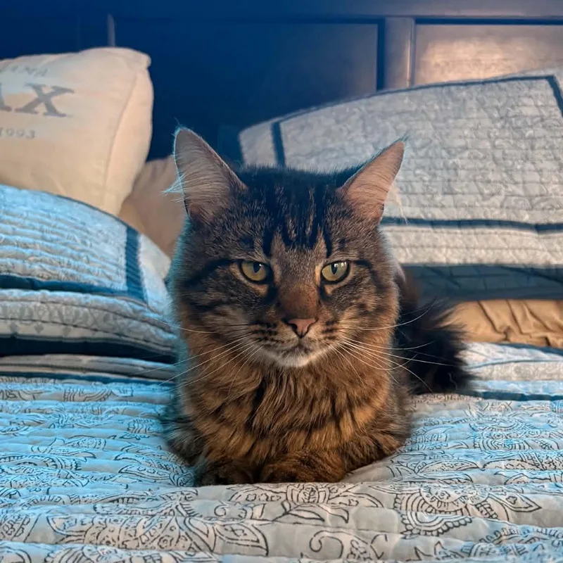 An adult medium-sized male Tabby (Brown / Chocolate) Domestic Long Hair cat named Stormy for adoption in Sauk City, WI