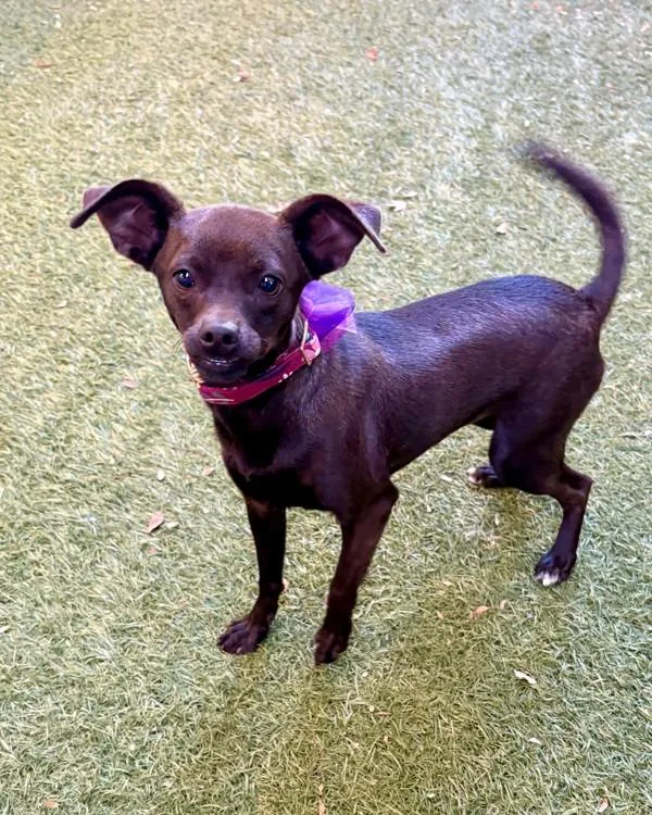 A young small-sized female Chihuahua dog named Tonks for adoption in Novato, CA