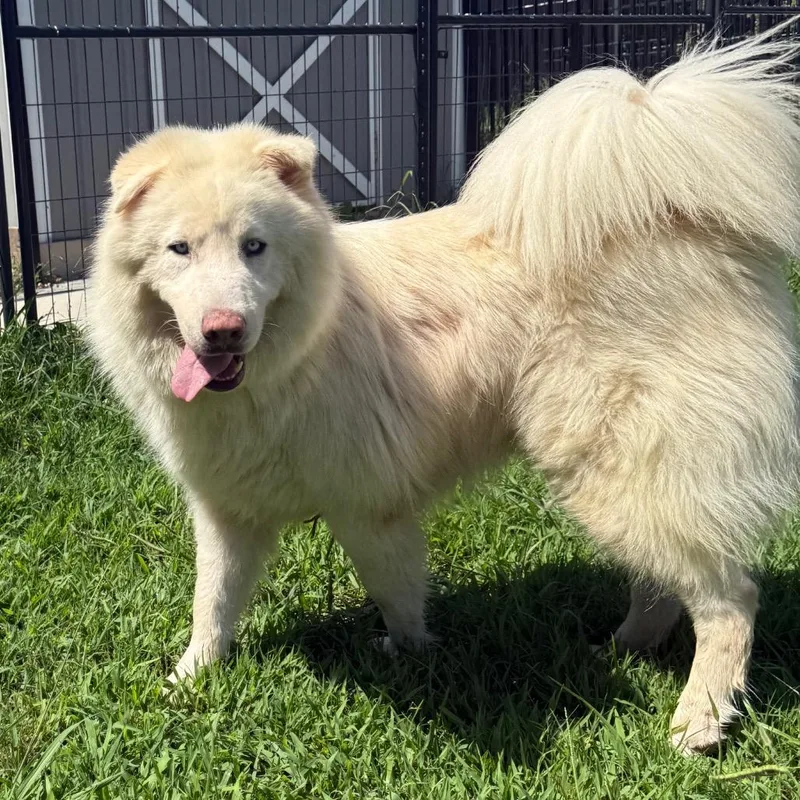 An adult medium-sized male White / Cream Husky dog named Ace for adoption in Eufaula, OK
