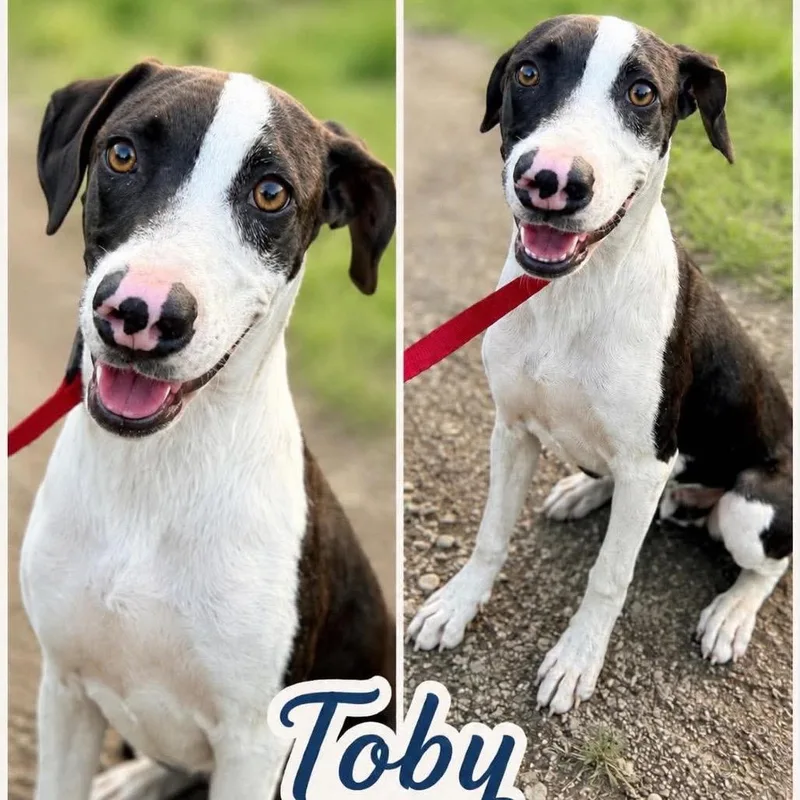 Toby thumbnail 3