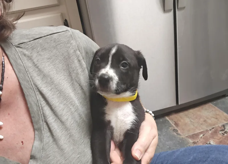 Ringo Starr thumbnail 3