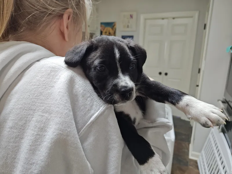 Ringo Starr thumbnail 5