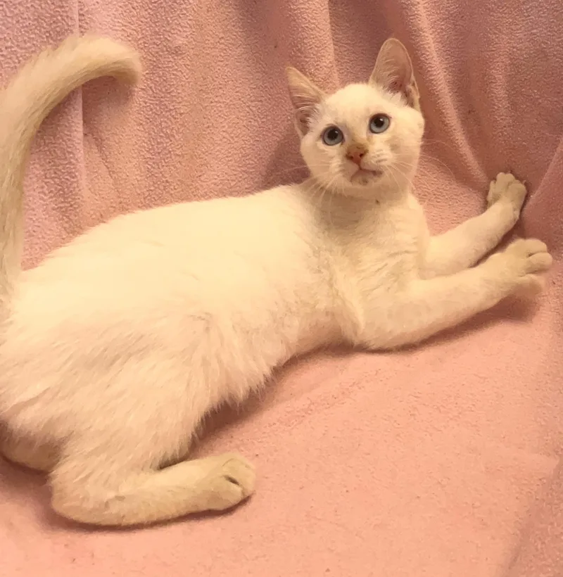 A baby medium-sized female Siamese cat named Amber for adoption in Columbia, SC